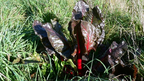 Mangold — Bild 2 von 3