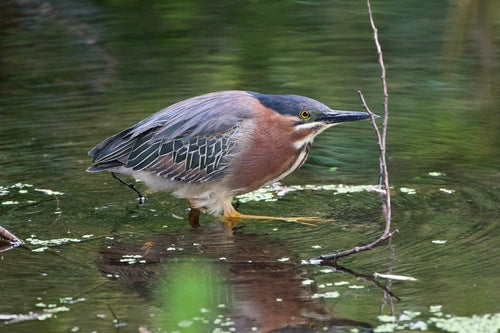 Mangrovereiher — Bild 4 von 8