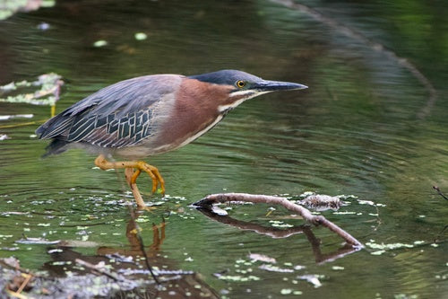 Mangrovereiher — Bild 3 von 8