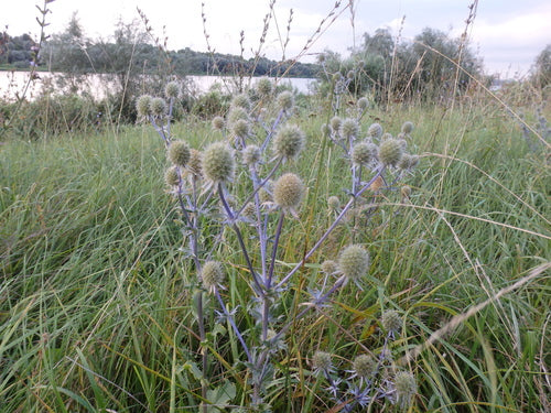 Mannstreu — Bild 2