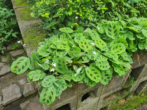 Maranta Leuconeura — Bild 5