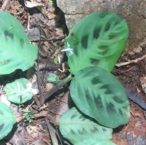 Maranta Leuconeura — Bild 2