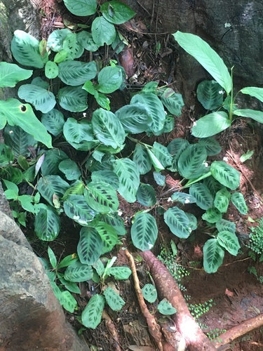 Maranta Leuconeura — Bild 4