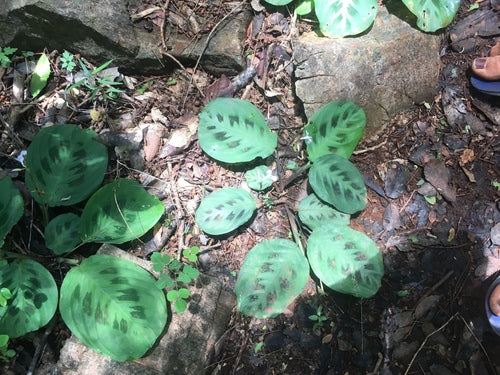 Maranta Leuconeura — Bild 3