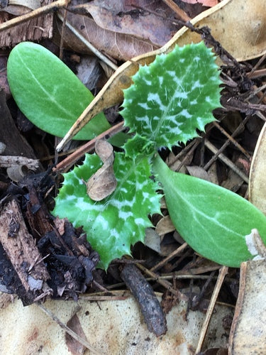 Mariendistel — Bild 4