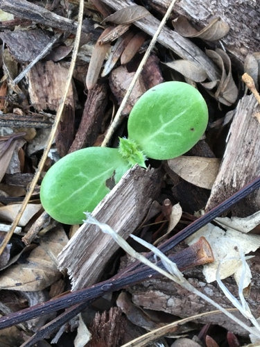 Mariendistel — Bild 5