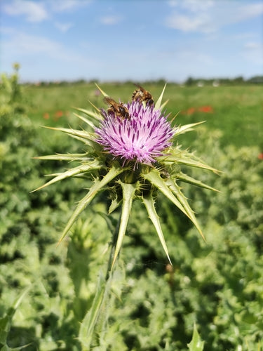 Mariendistel — Bild 2
