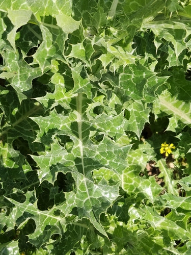 Mariendistel — Bild 1