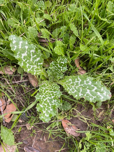 Mariendistel — Bild 3