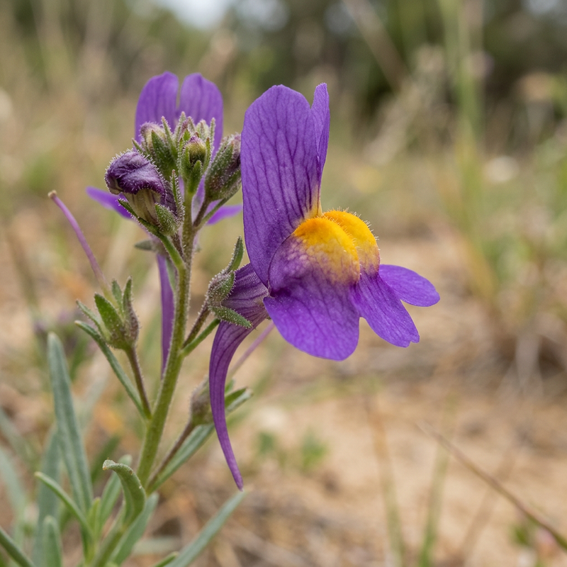 Marokkanisches Leinkraut (Linaria maroccana), KI-Illustration