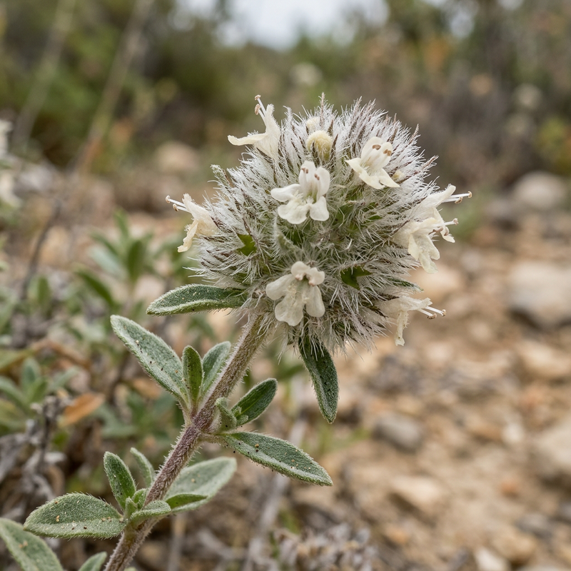 Mastix-Thymian (Thymus mastichina), KI-Illustration