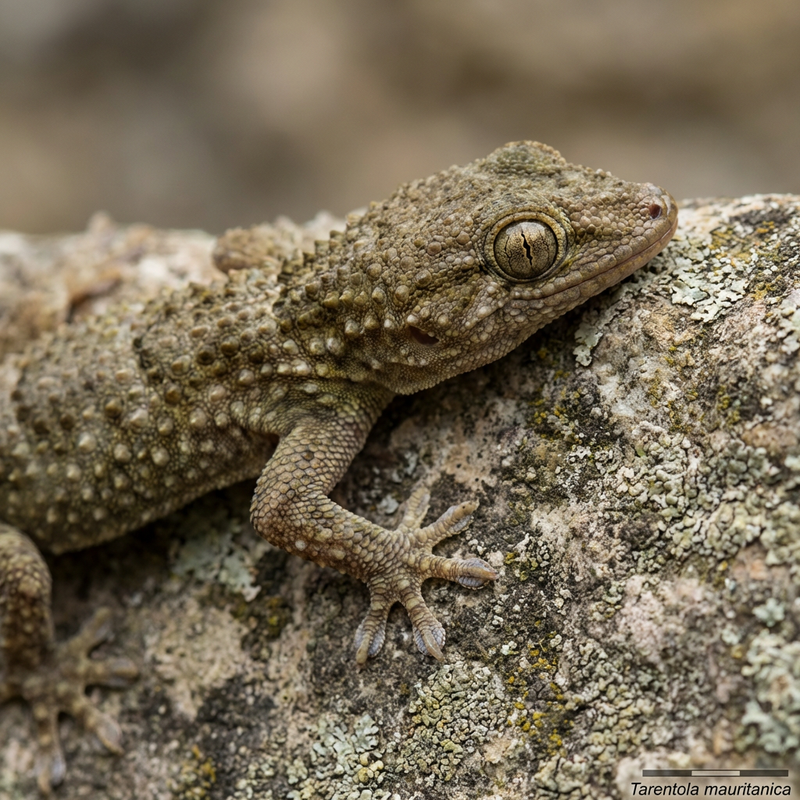 Mauergecko