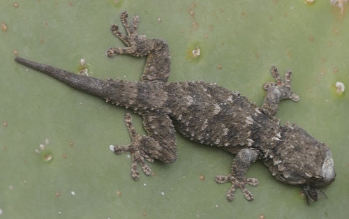 Mauergecko — Bild 5