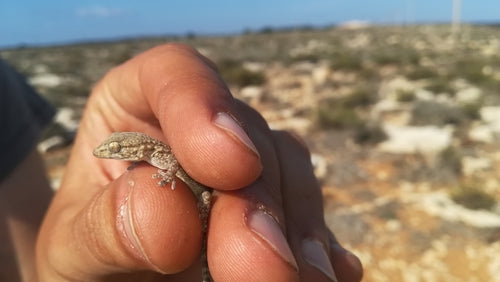 Mauergecko — Bild 4