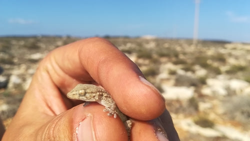 Mauergecko — Bild 3