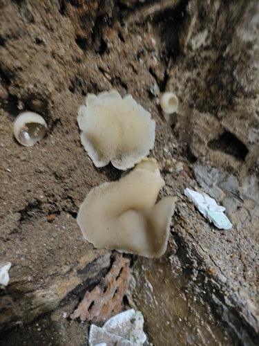 Mauerschwammerl — Bild 1