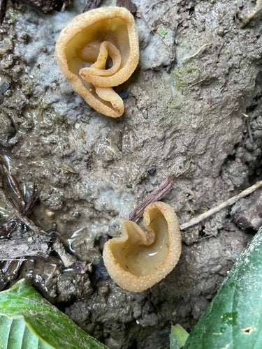 Mauerschwammerl — Bild 4