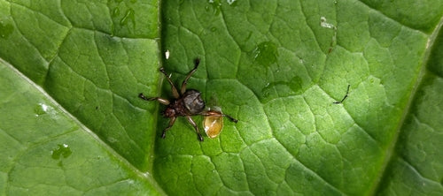 Mauerseglerlausfliege — Bild 4