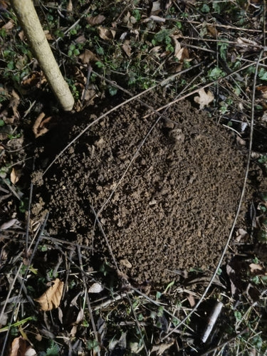 Maulwurf — Bild 5