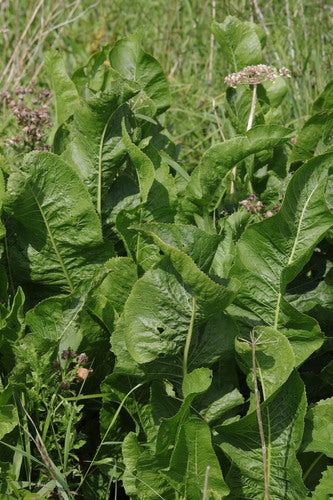 Meerrettich — Bild 5