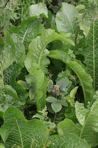 Meerrettich — Bild 2