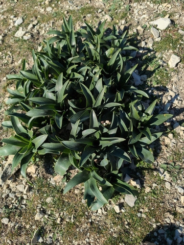 Meerzwiebel — Bild 5