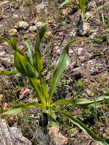 Meerzwiebel — Bild 4