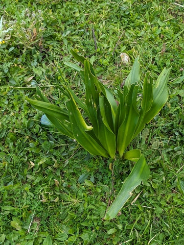 Meerzwiebel — Bild 2