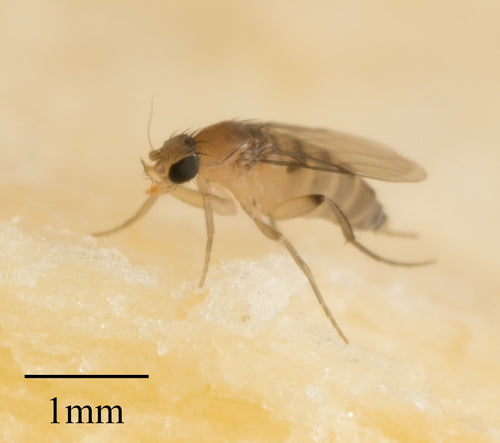 Megaselia Scalaris — Bild 1