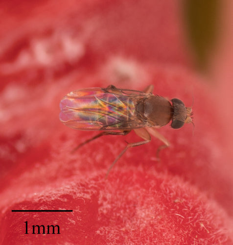 Megaselia Scalaris — Bild 5