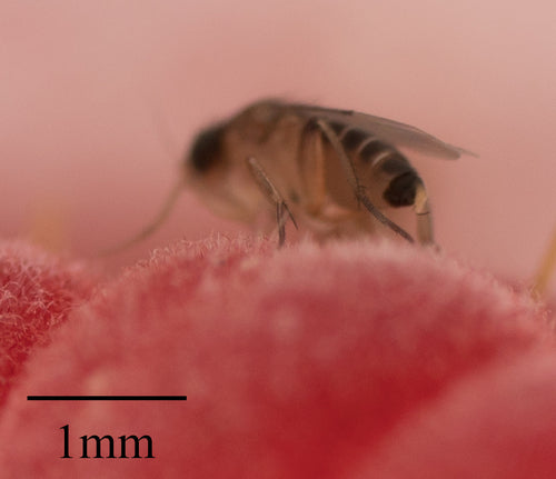 Megaselia Scalaris — Bild 3