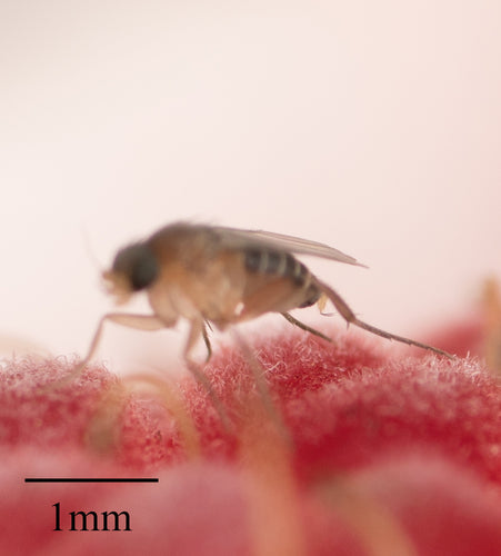 Megaselia Scalaris — Bild 2