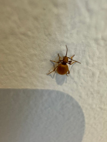 Messingkäfer — Bild 2 von 2