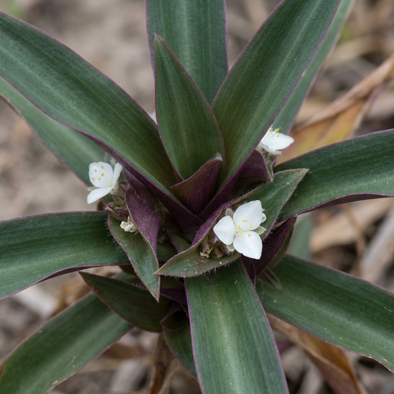 Mexikanische Dreimasterblume