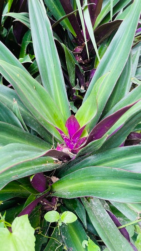 Mexikanische Dreimasterblume — Bild 1