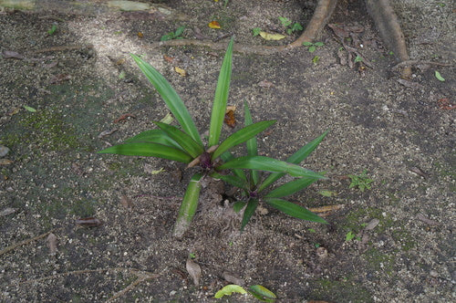 Mexikanische Dreimasterblume — Bild 5