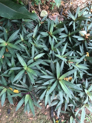 Mexikanische Dreimasterblume — Bild 2