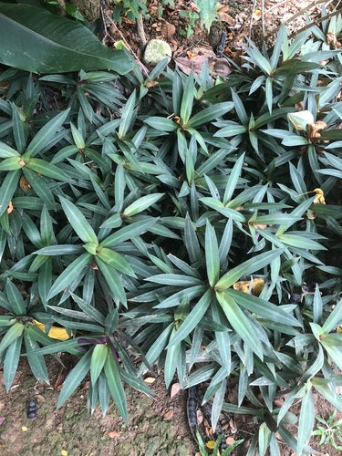 Mexikanische Dreimasterblume — Bild 3
