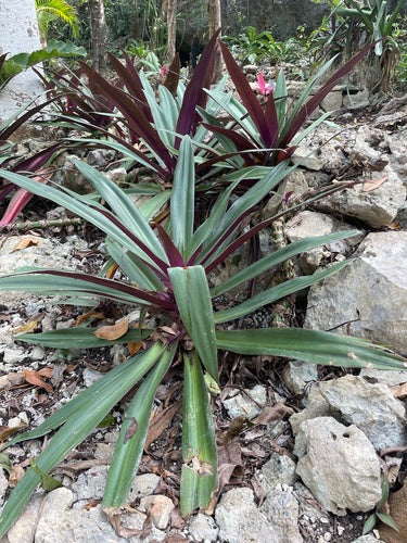 Mexikanische Dreimasterblume — Bild 4