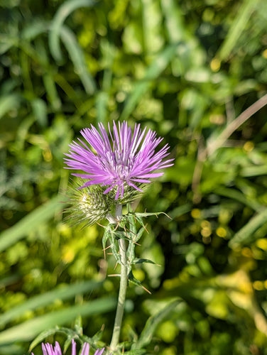 Milchfleckdistel — Bild 4
