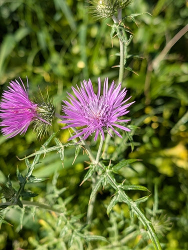 Milchfleckdistel — Bild 3
