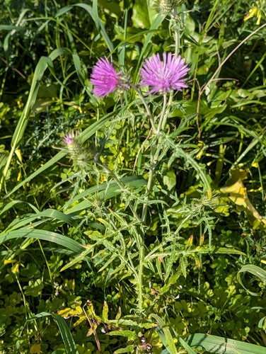 Milchfleckdistel — Bild 2