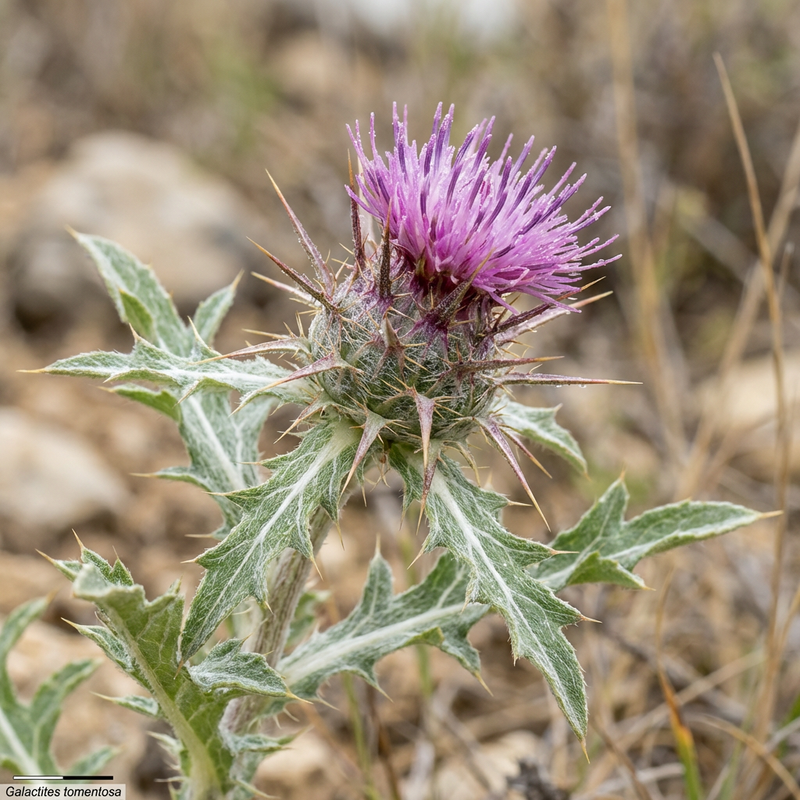 Milchfleckdistel