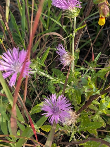 Milchfleckdistel — Bild 5