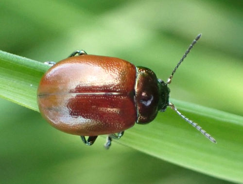 Minzblattkäfer — Bild 4 von 10