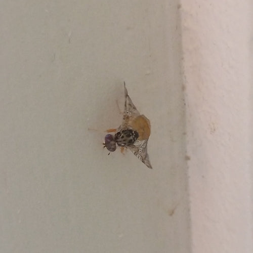 Mittelmeerfruchtfliege — Bild 3