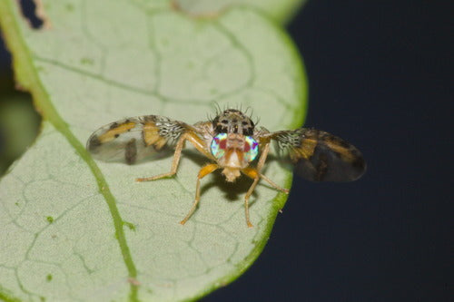 Mittelmeerfruchtfliege — Bild 3 von 50