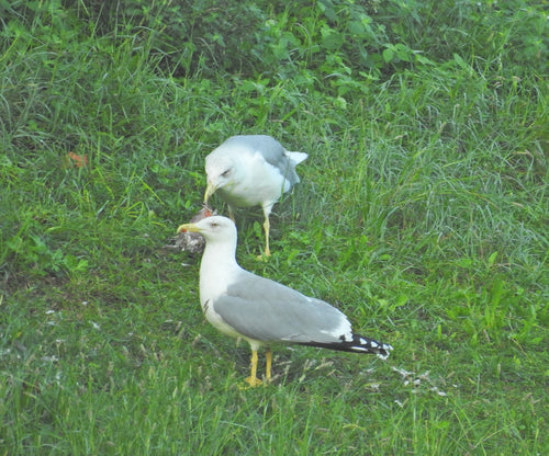 Mittelmeermöwe — Bild 5