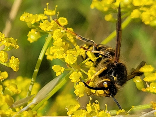 Mittlere Wespe — Bild 5