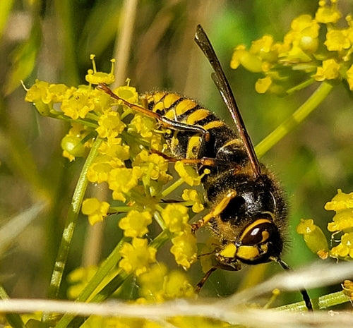 Mittlere Wespe — Bild 4